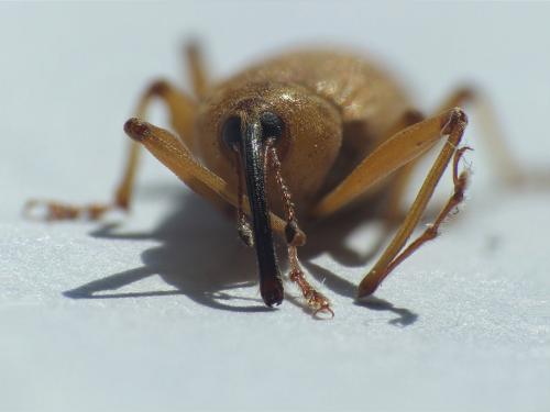 Réf. 227 801 : Dorytomus longimanus